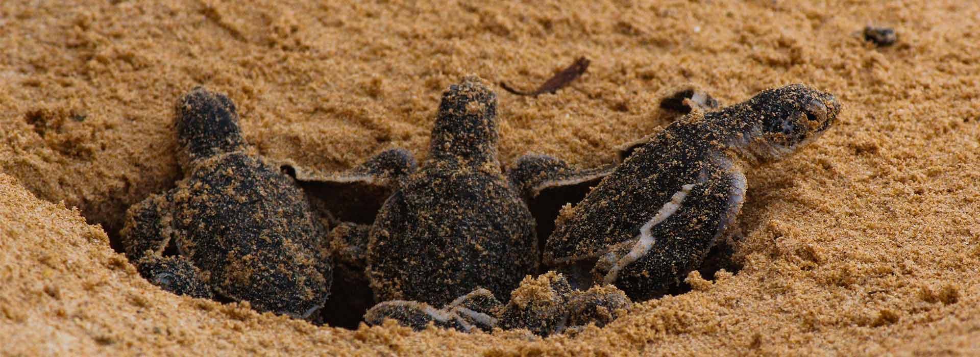 LSL_B2_Turtle-Bay_1920x700