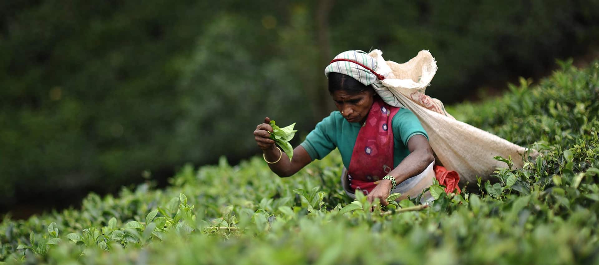 Southern-Tea-Factory-Tour-header