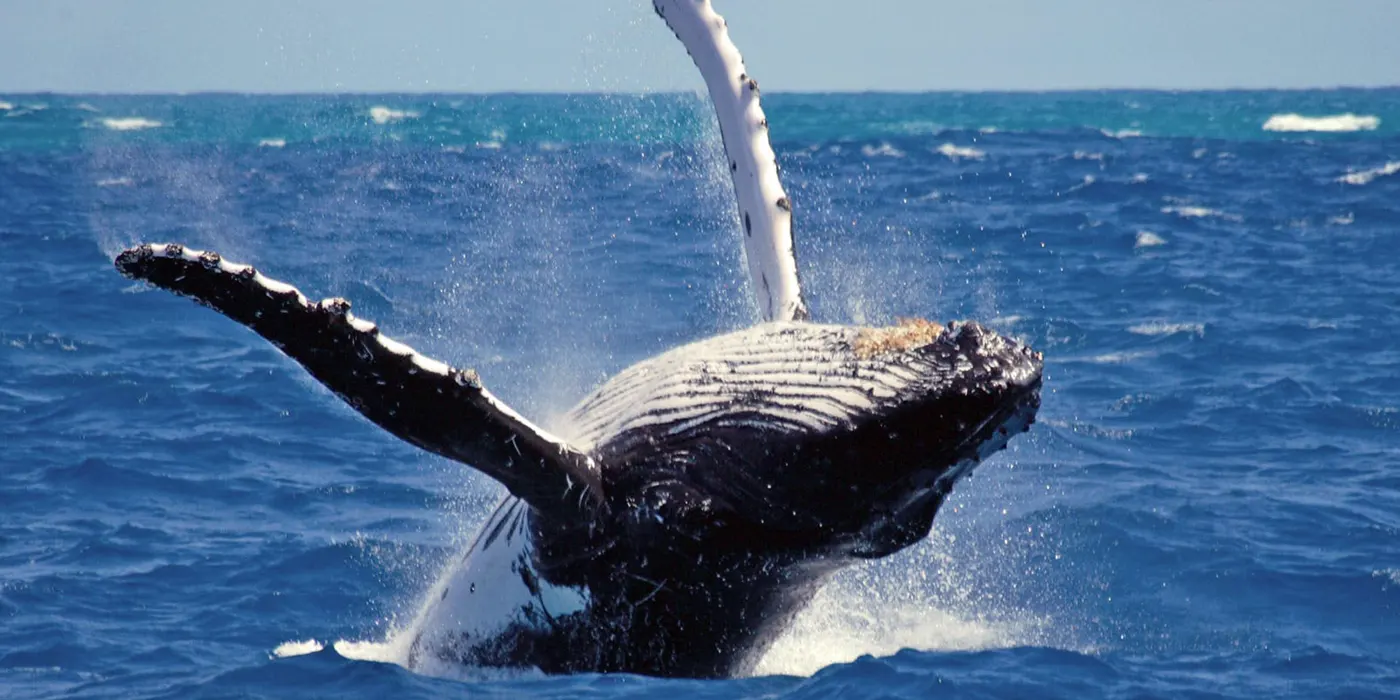 whale-watching-in-mirissa